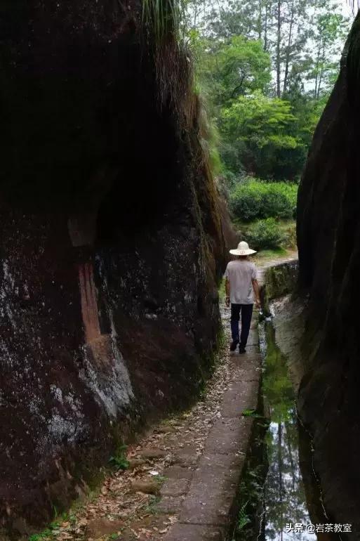 山场主人岩茶,山场主人