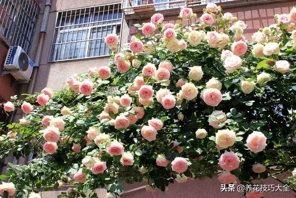 这十种爬藤花一开就是三年,3种极品爬藤花30天爬满庭院农村