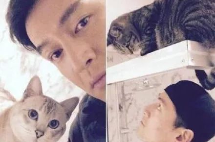 哪些明星养猫最好养,盘点明星们养的宠物