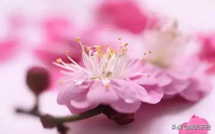 踏雪寻梅腊梅,踏雪寻梅红梅傲雪