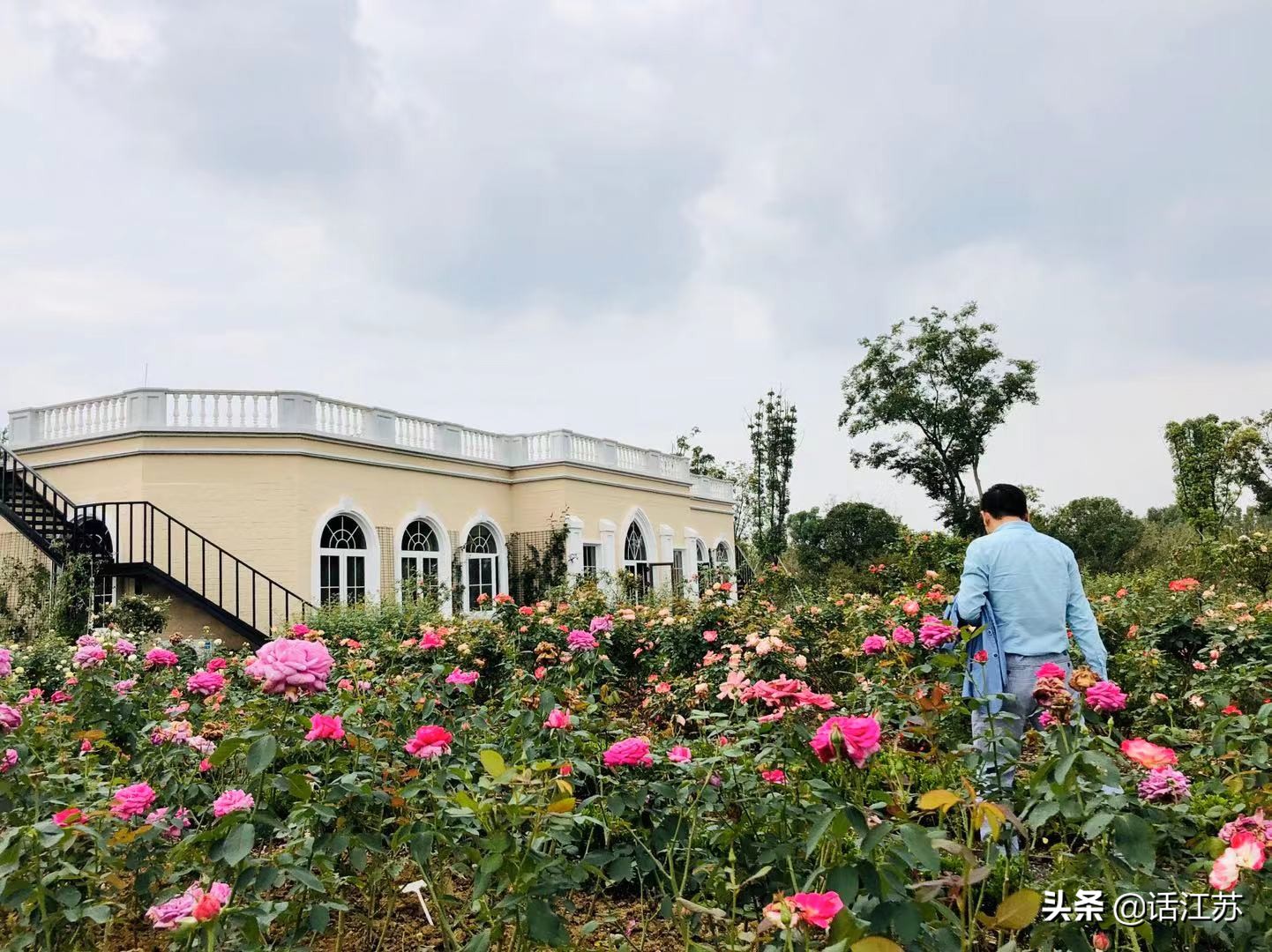 南京赏花的地方有哪里,南京赏花踏青