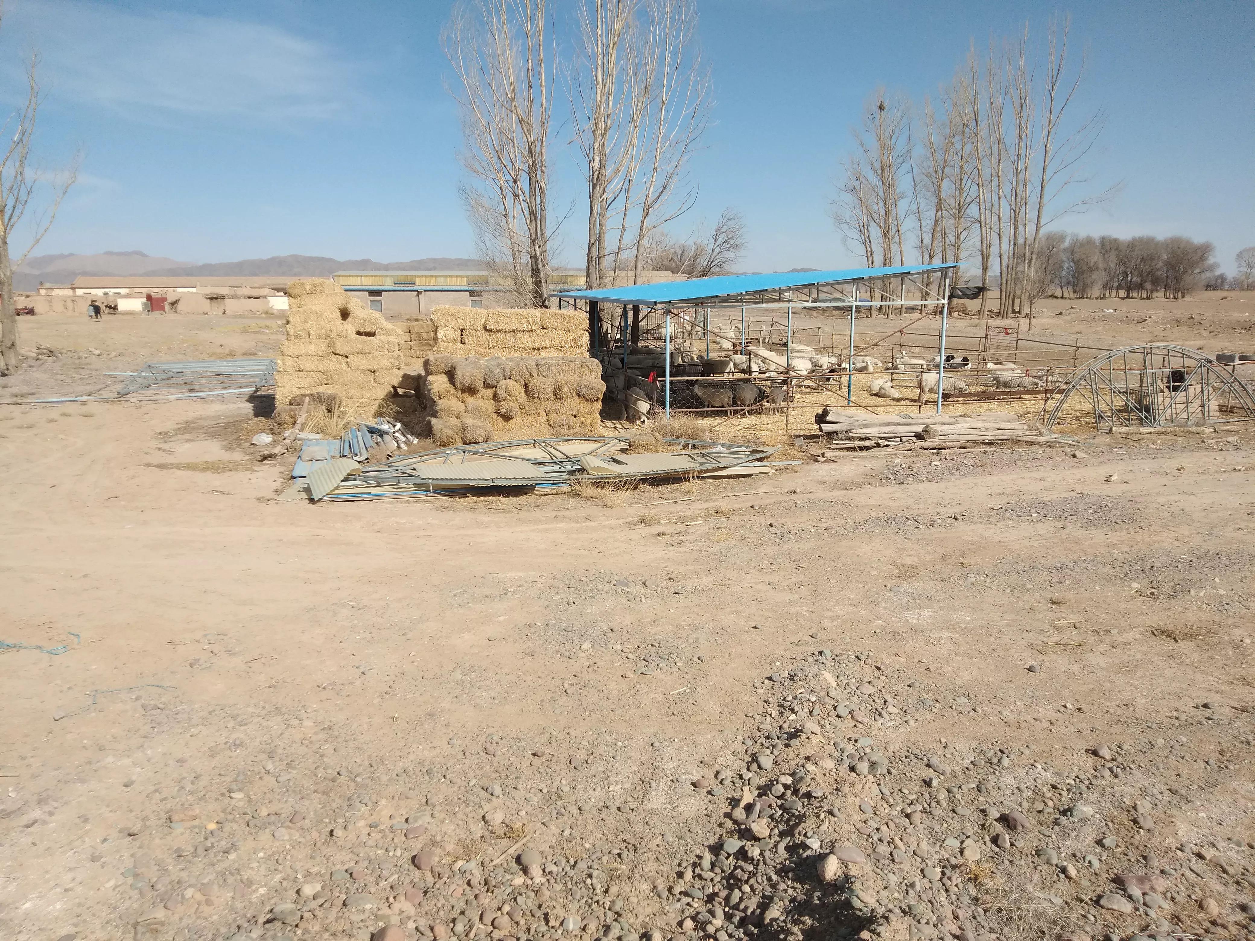 养羊怕换食怎么办,养羊换人换口和换圈什么意思