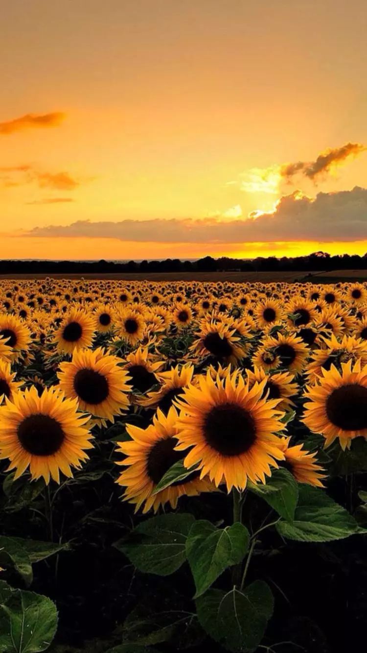 很黄很黄的壁纸，简直亮瞎我的眼！