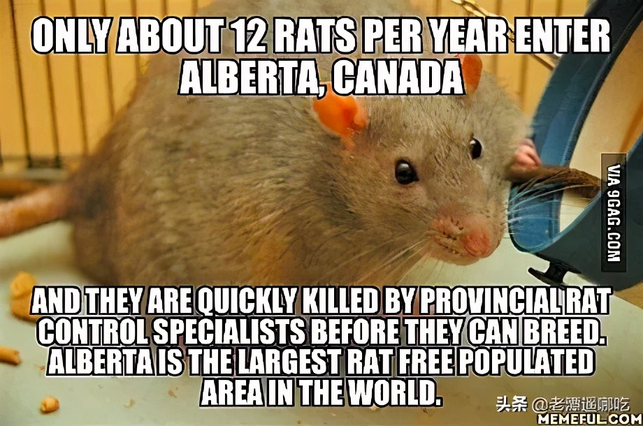 加拿大哪个城市老鼠最多,加拿大没有老鼠的地方