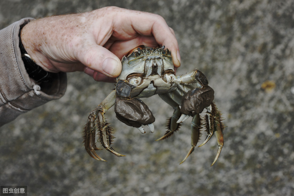河蟹黑鳃怎么回事,河蟹黑鳃的影响