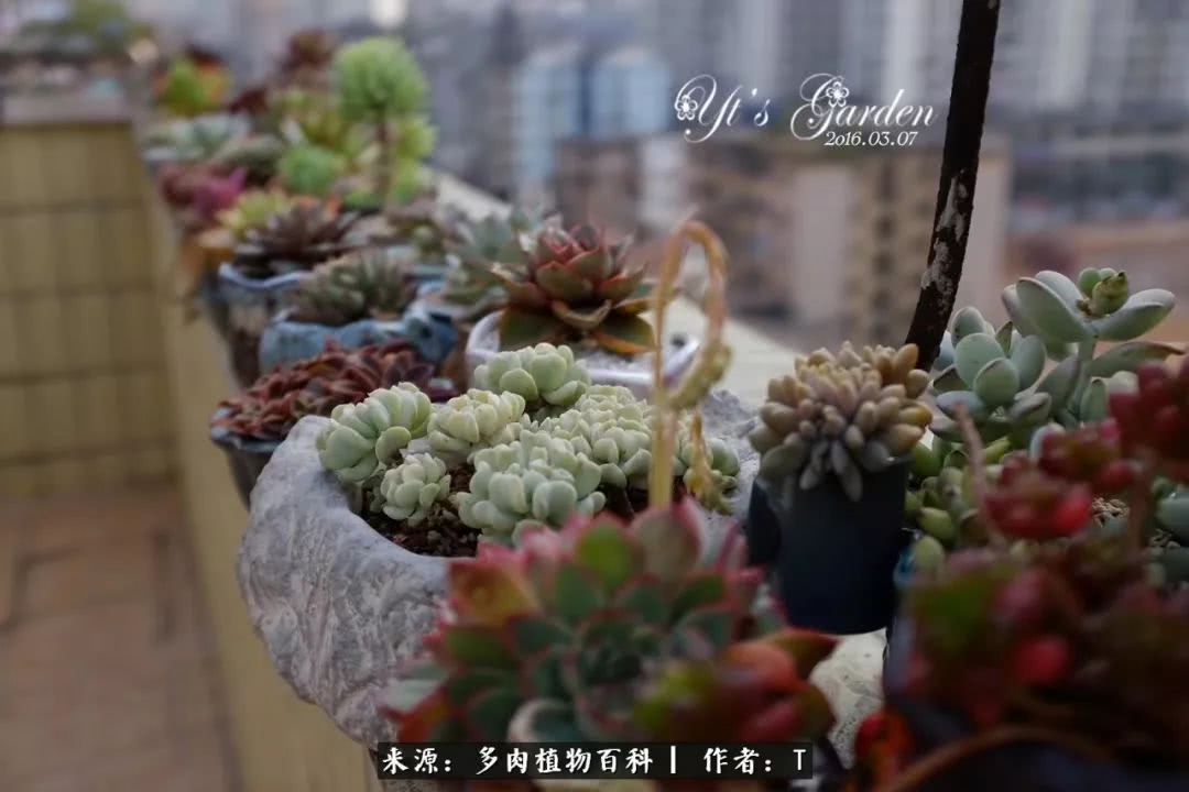 多肉还可以这样玩(上):八年养肉路剪影!