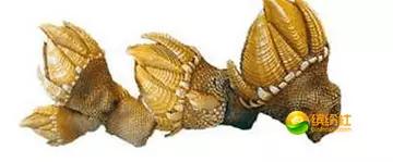 舟山海鲜代加工攻略,最全舟山海鲜攻略