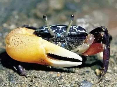 醴陵市海鲜收藏排行榜,海鲜礼盒收藏价格表图