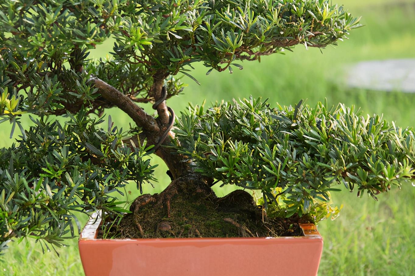 罗汉松如何养护才能养好,罗汉松怎么养护不黄叶