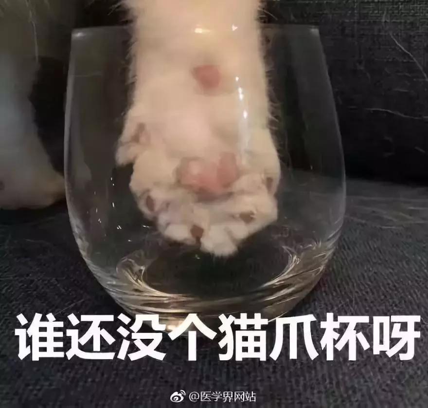 星巴克猫爪杯话题超热,星巴克猫爪杯深夜排队疯抢