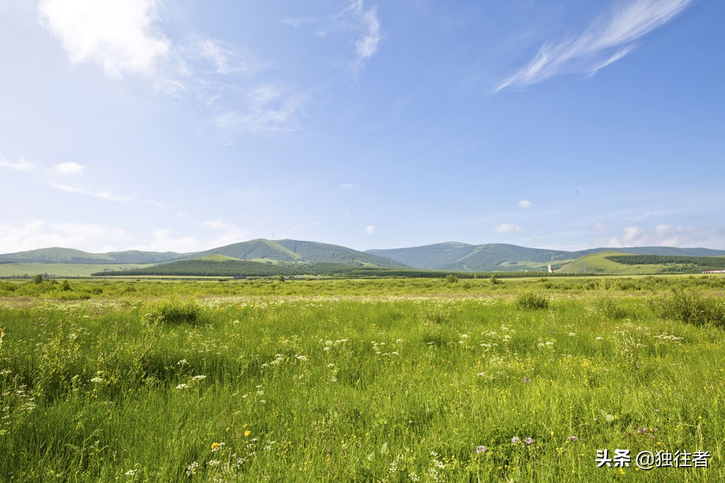 丰宁野花,丰宁坝上草原花海