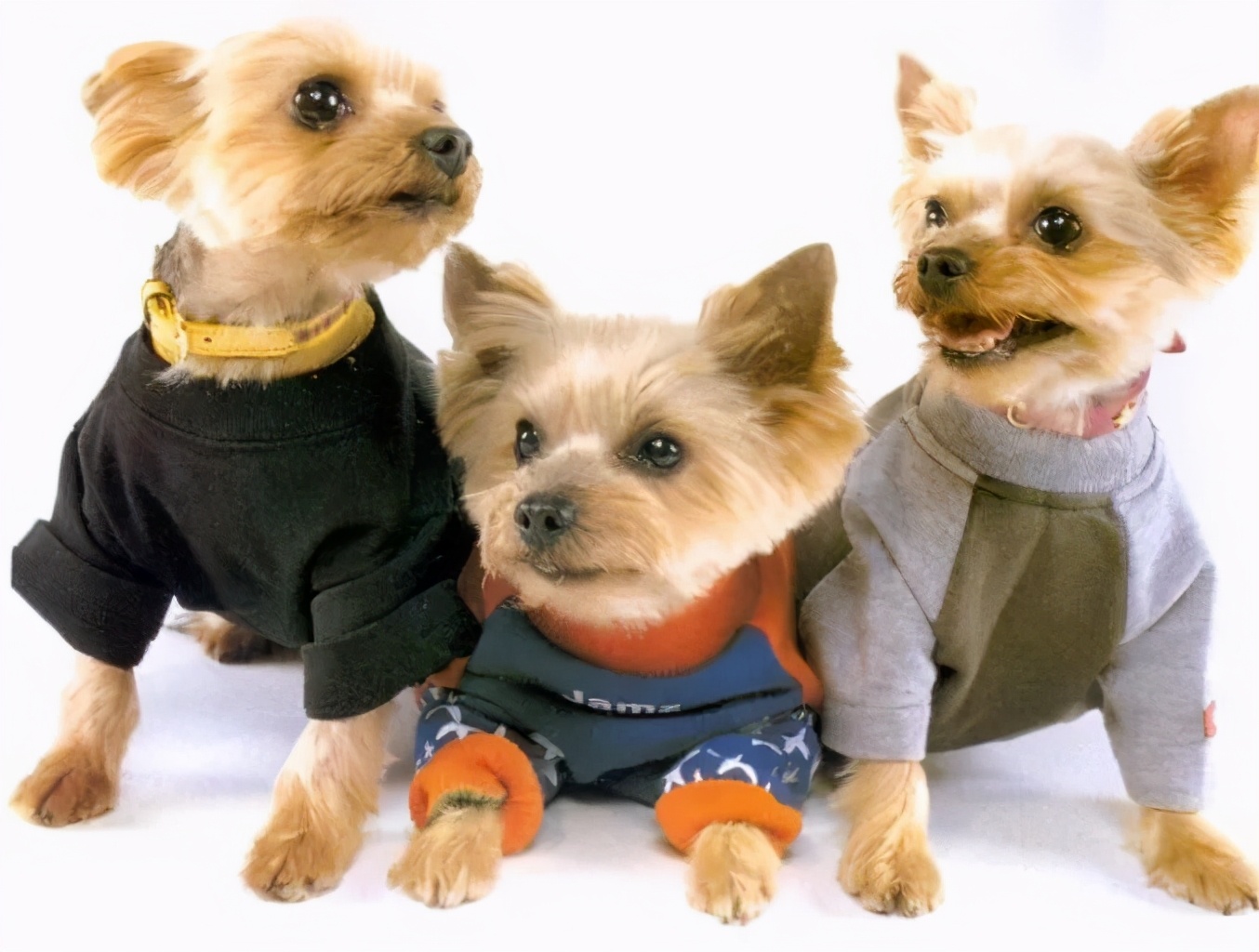 韩语狗的说法,狗在韩语什么意思