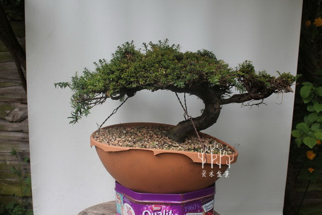 红豆杉盆景整形蟠扎视频,红豆杉蟠扎盆景