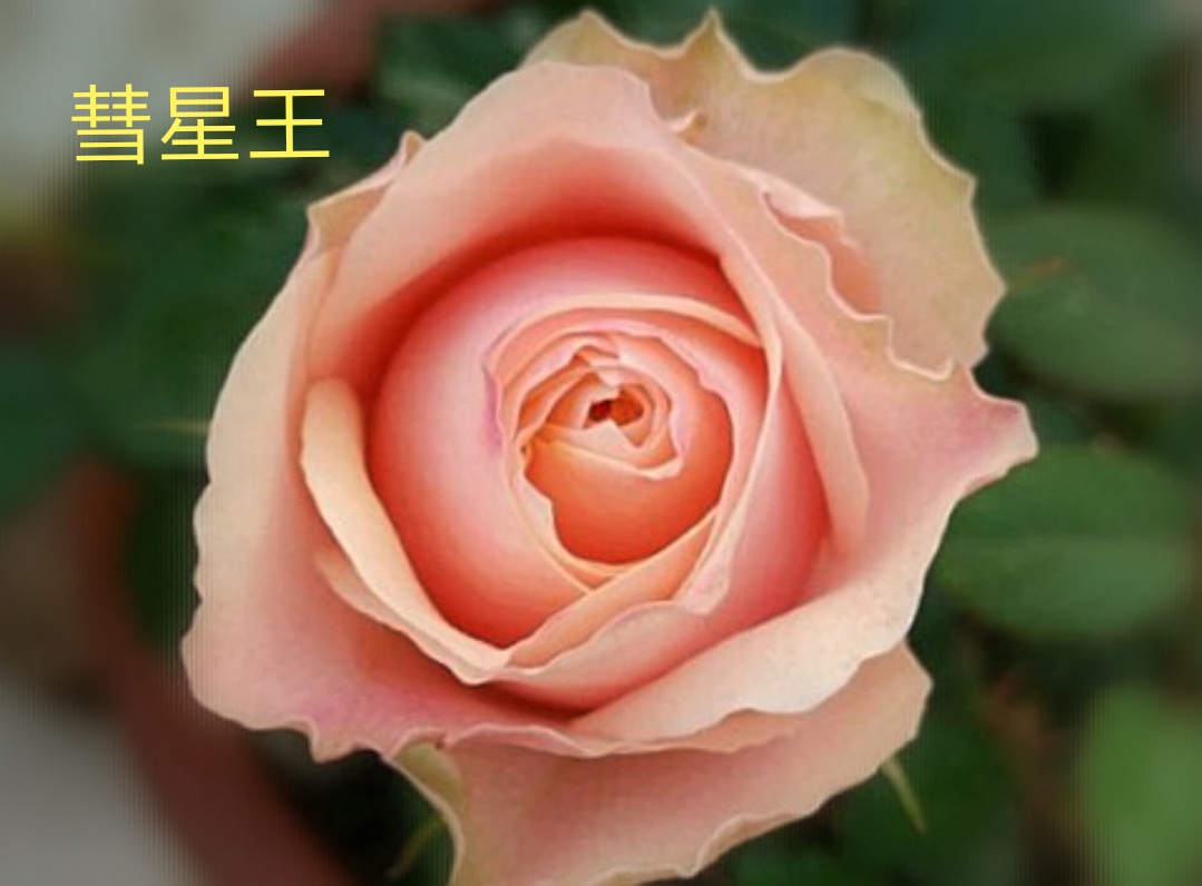 阳台系列月季品种大全,微型月季藤本月季