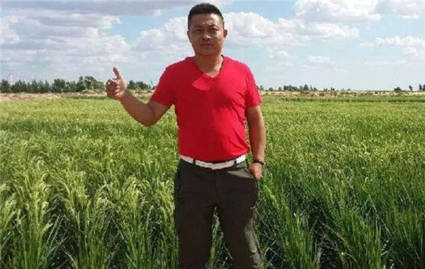 沙漠种水稻获3亿,中国小伙在沙漠中种出万亩良田