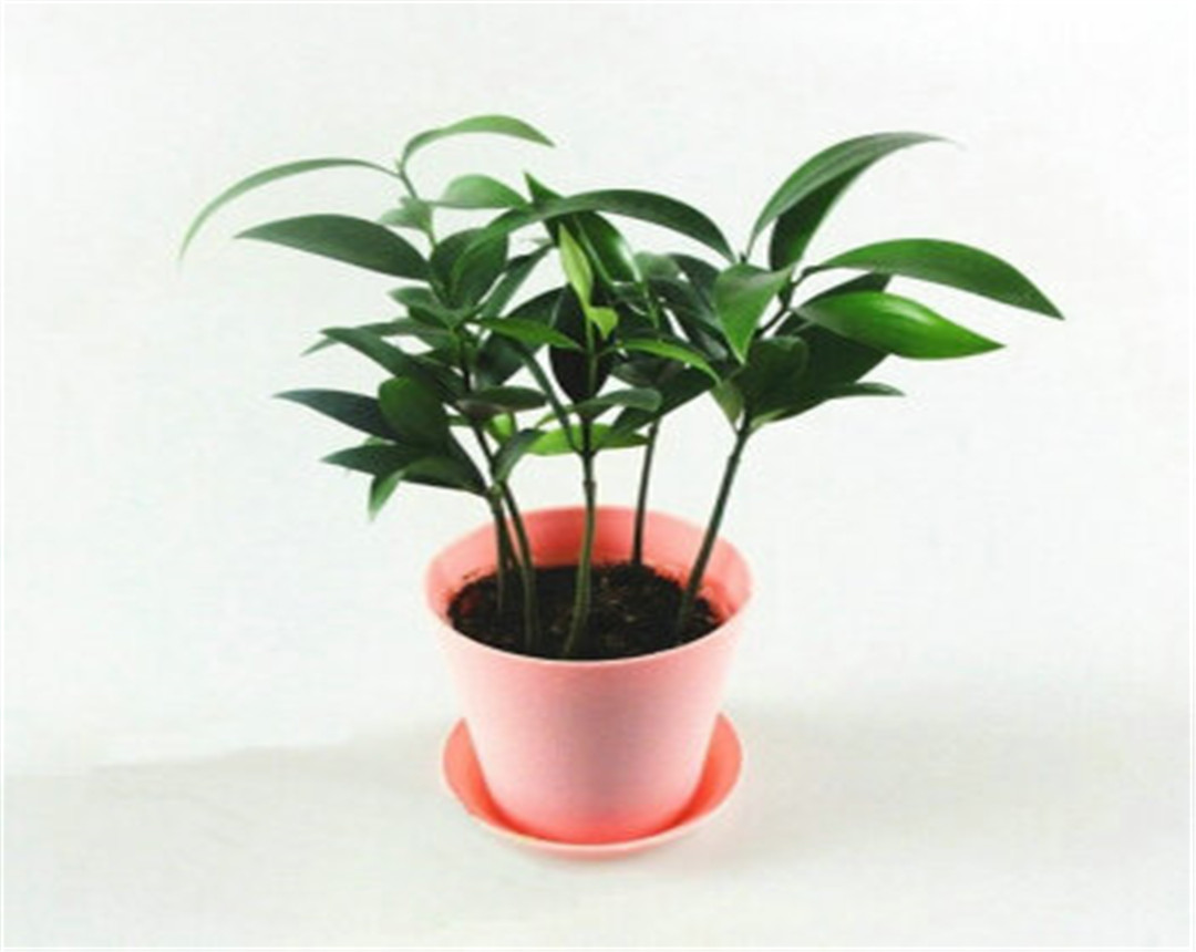 竹柏盆栽干枯,竹柏黄叶怎么补救最佳方法