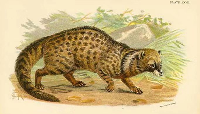 我为什么拒收朋友送的猫屎咖啡