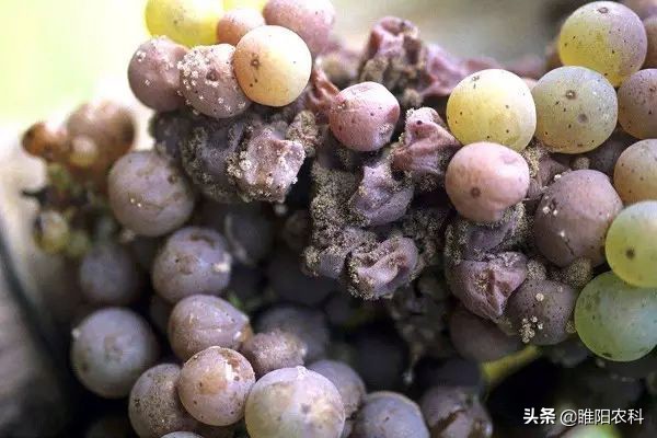 葡萄霜霉病流行的主要环境条件是,葡萄霜霉病最短间隔几天打一次药