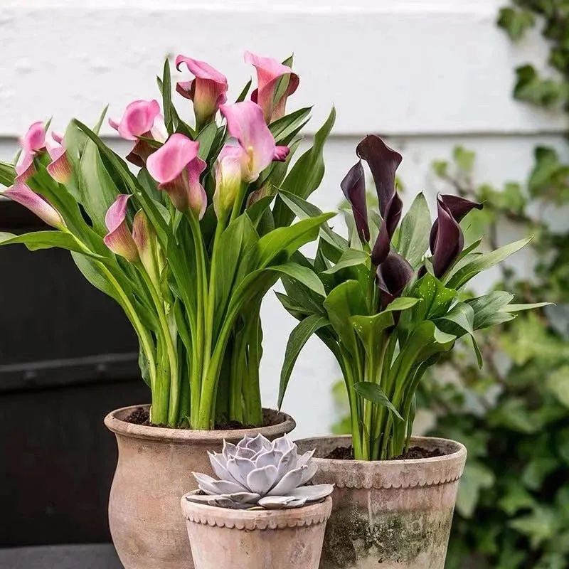 夏季怎样养好马蹄莲花盆栽,蓝色马蹄莲盆栽怎么养好看