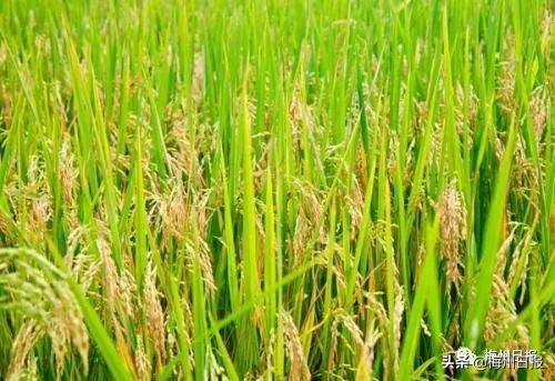 梅州市妇联,梅州市梅江区妇联