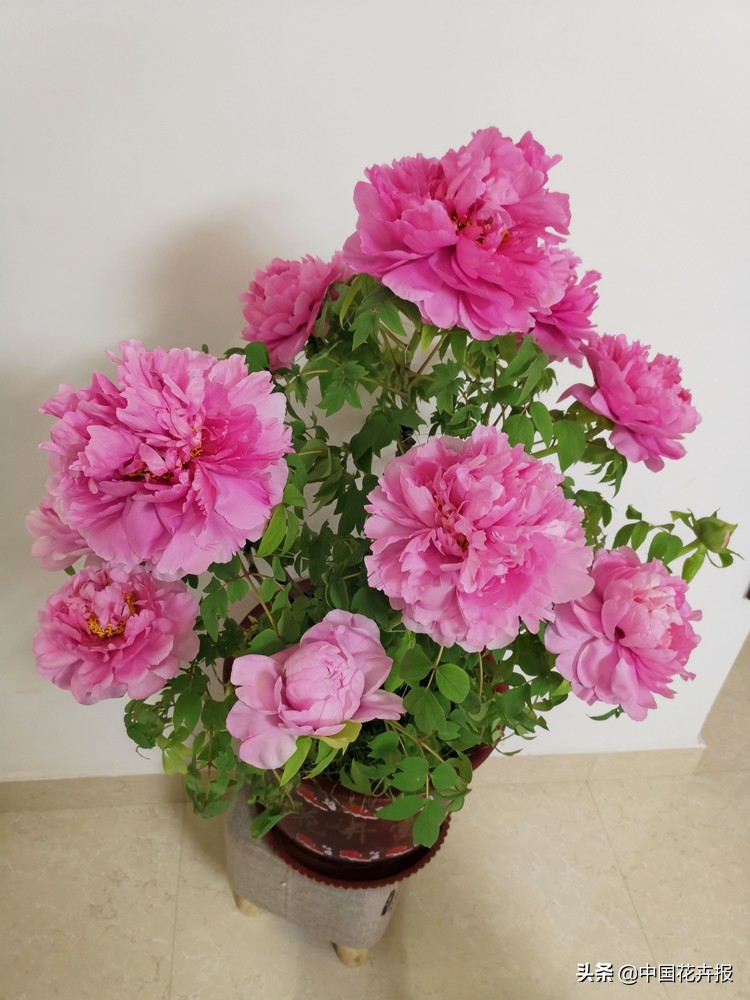 过年买的喜庆的花,过年买的喜庆花