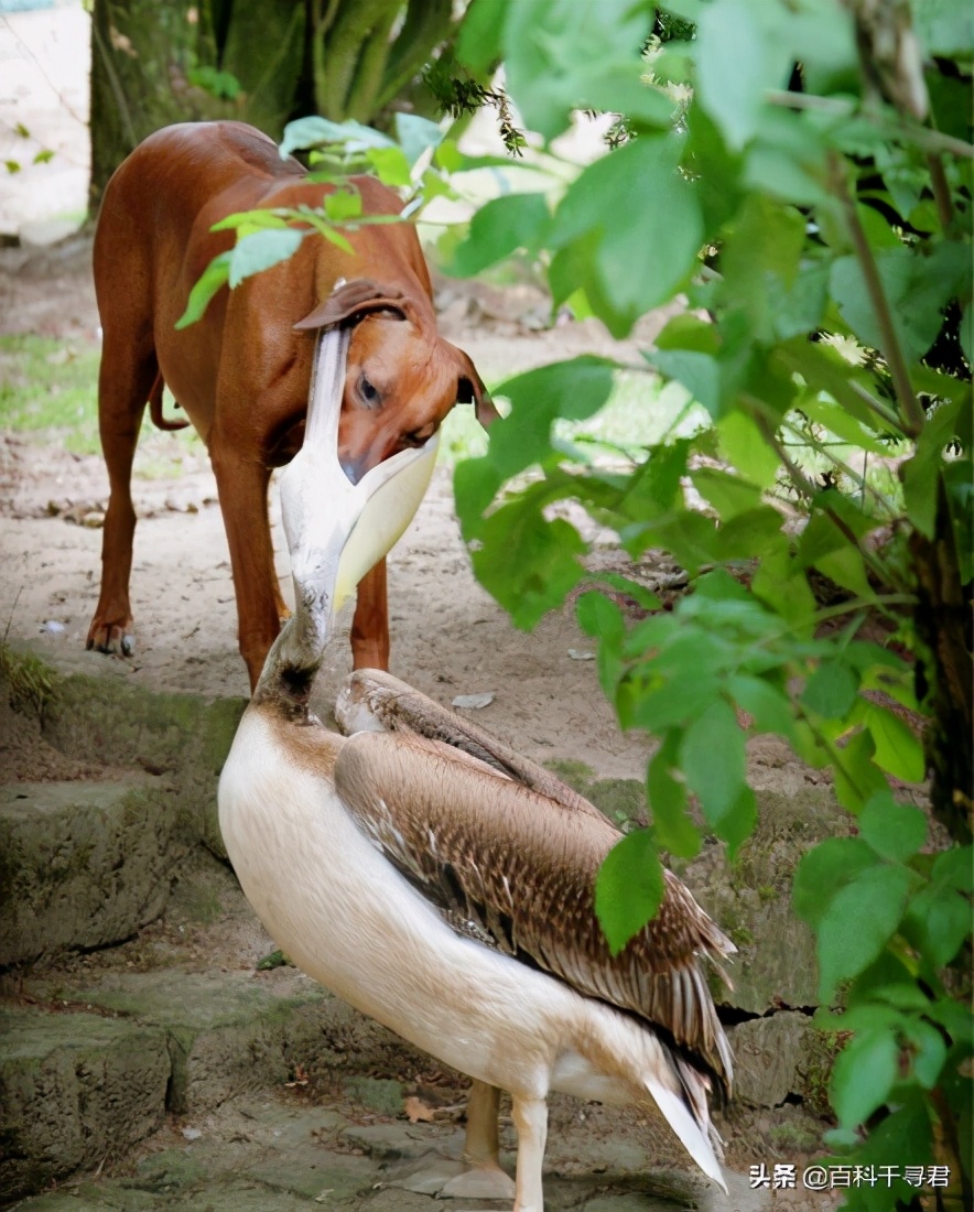 鹈鹕吞猎物到肚子里是怎么样的,鹈鹕的嘴真的是大口袋吗