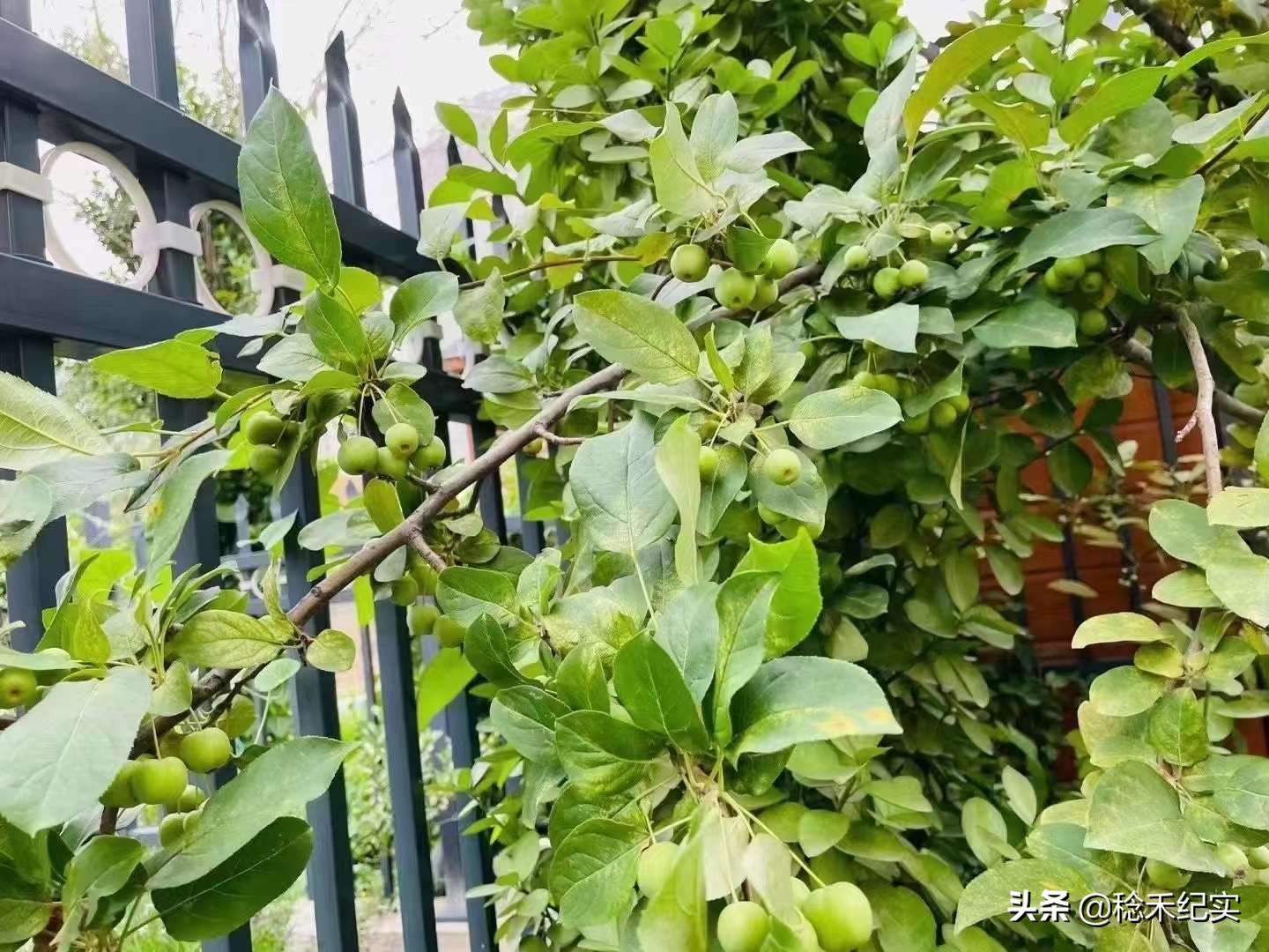 济南鹊华园启明星幼儿园,济南市启明星幼儿园