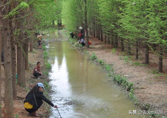 河里发洪水后为什么鱼多了,为什么洪水期鱼多
