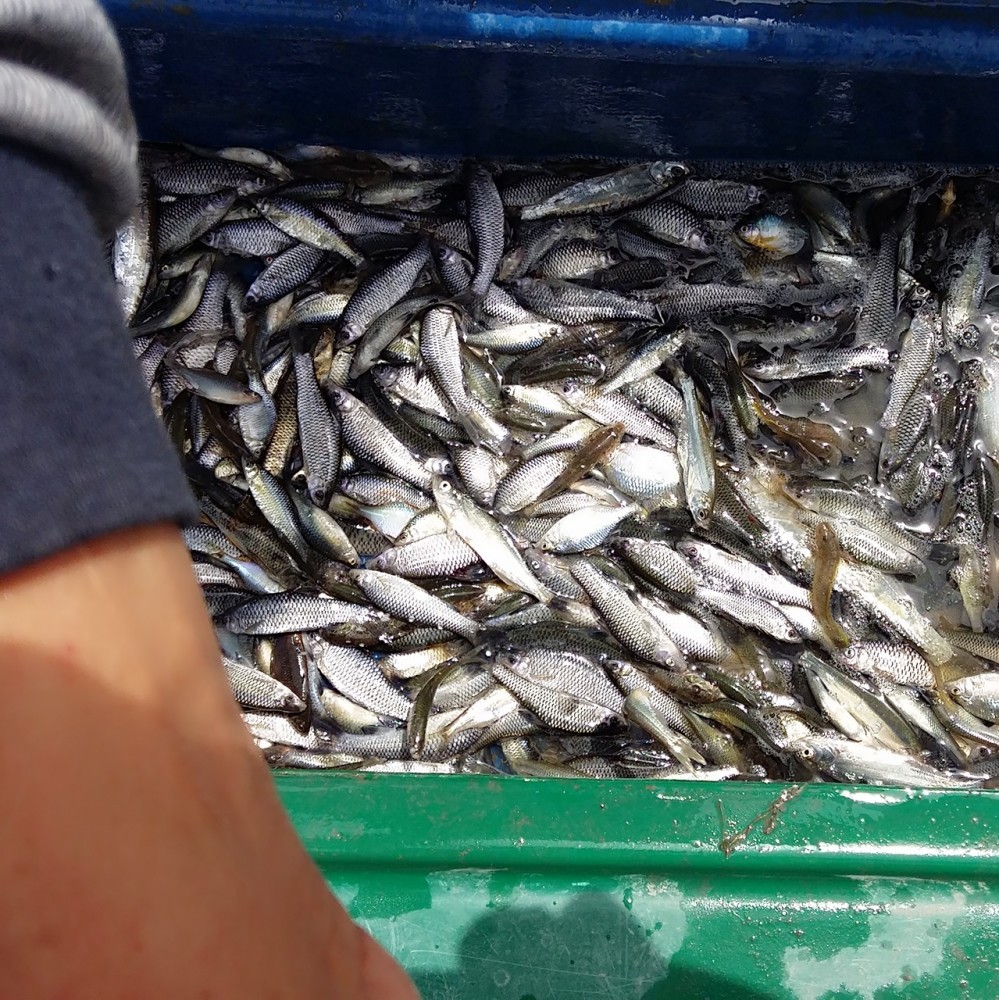 东北小鱼是物种入侵的元凶？占领欧洲32国，几乎没有解决办法