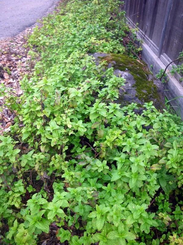 怎样防止薄荷蔓延,不要把薄荷直接种在地上