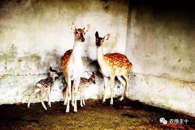 大龄休闲农庄有哪些,做休闲农庄必须考虑的几个问题