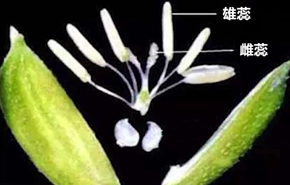 袁隆平在迪拜种水稻,袁隆平团队迪拜沙漠海水稻