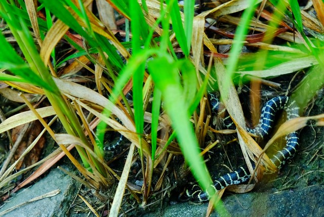 夜钓遇到毒蛇被咬,养毒蛇怎样防止被咬