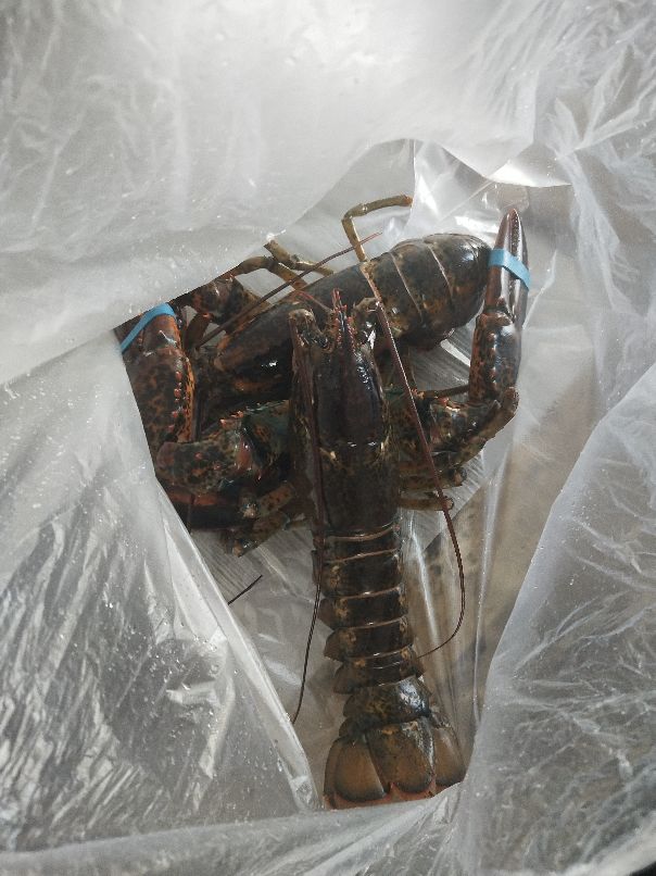 加拿大哈利法克斯旅游攻略,加拿大自驾游视频