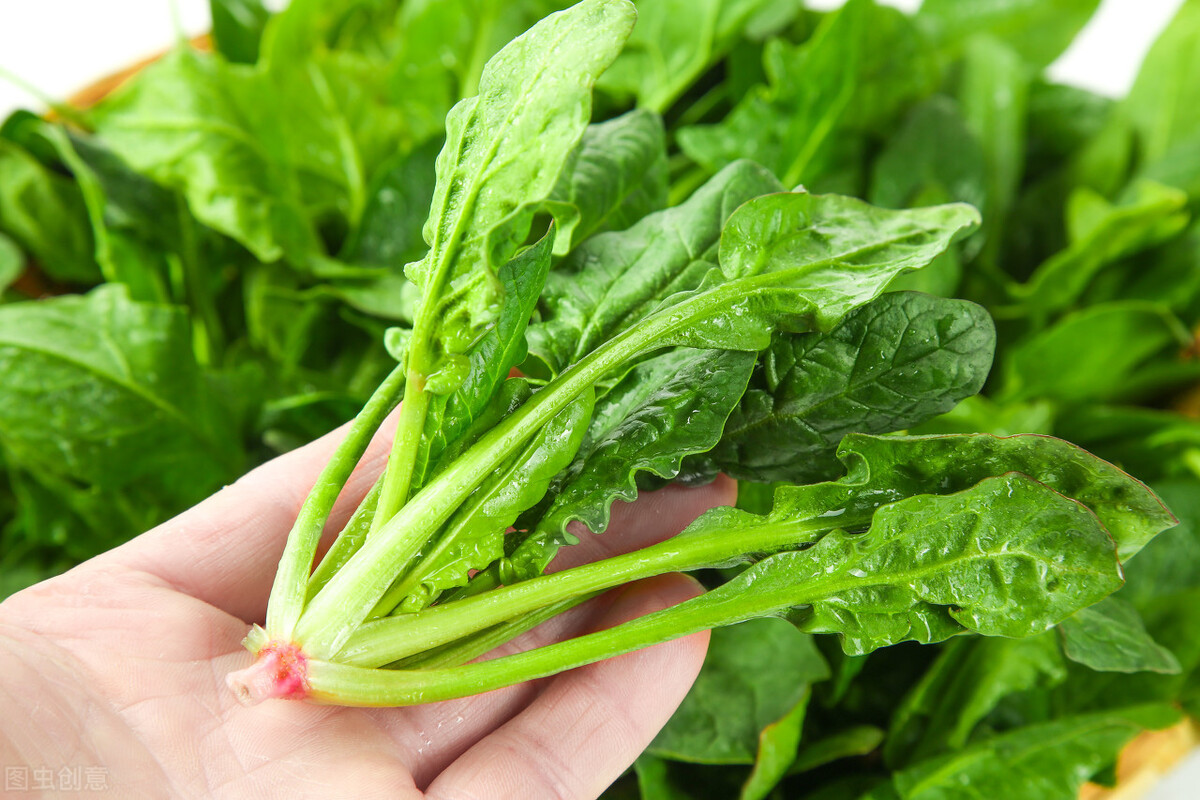 儿童长高吃哪些食物含蛋白质最高,春天适合孩子长高的食物有哪些