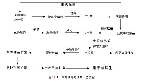 草莓原田育苗,红玉草莓种苗怎么繁育