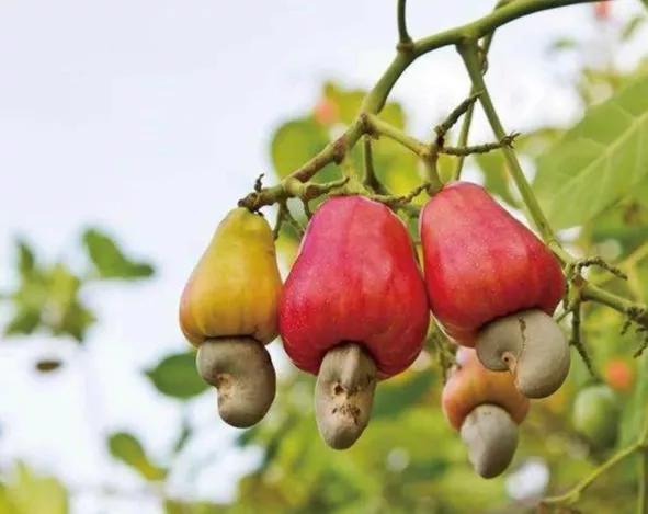 花生腰果哪个好,腰果巴旦木坚果