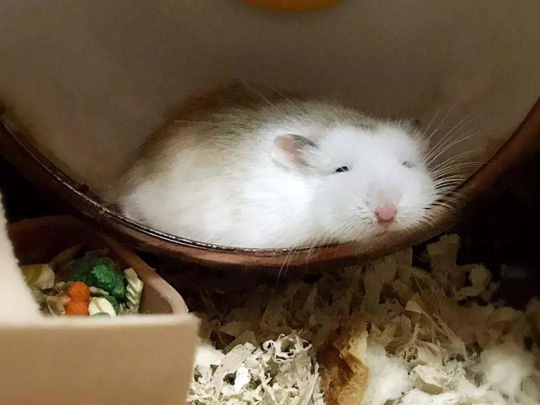 仓鼠饲养八大禁忌仓鼠会认主人吗,仓鼠饲养八大禁忌仓鼠吃什么蔬菜