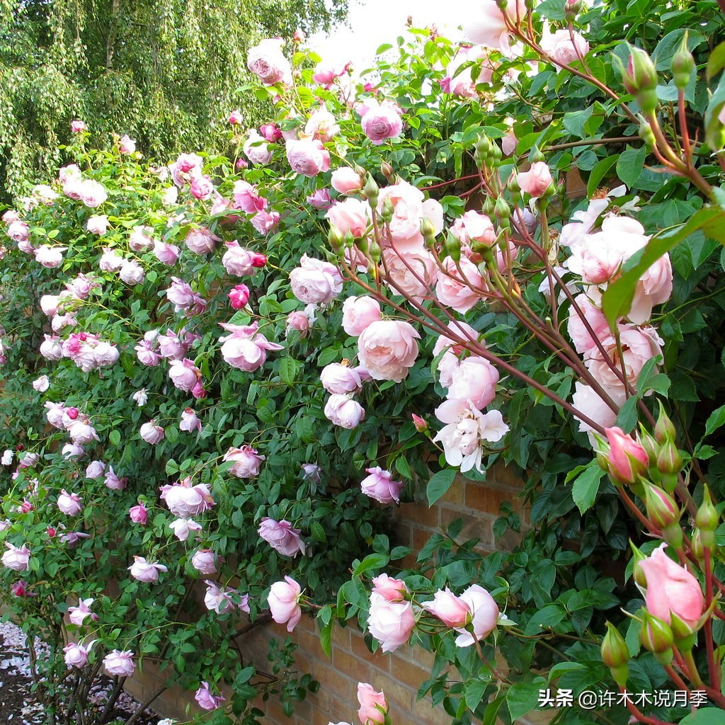 最漂亮10种藤本月季品种,50个经典藤本月季品种推荐