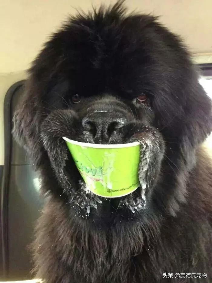 纽芬兰犬好养吗,纽芬兰犬为什么不建议养