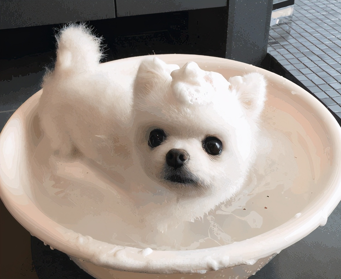 博美犬最害怕的五件事,博美犬六大禁忌有什么