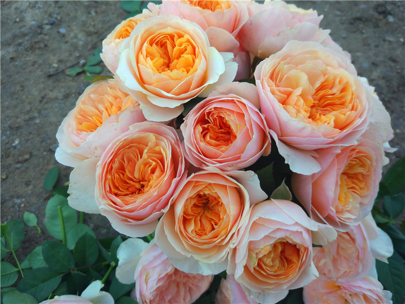 20种必买月季品种图片,网购月季有哪些品种好活