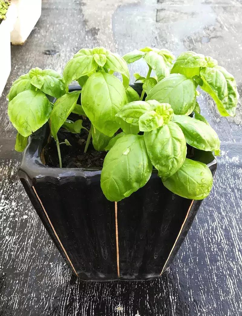 小众且美味的蔬菜,惊艳爽口的蔬菜