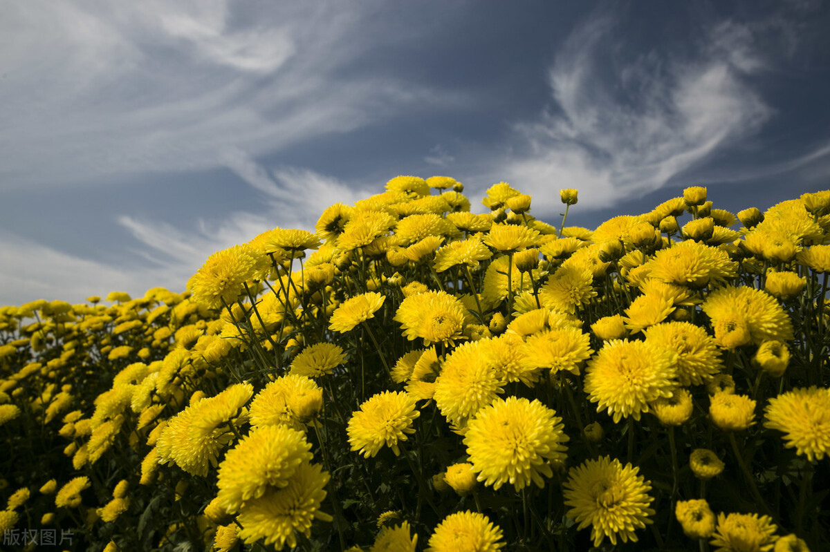 皖南赏花最好玩的十大旅游攻略,安徽小黄山自驾游景点
