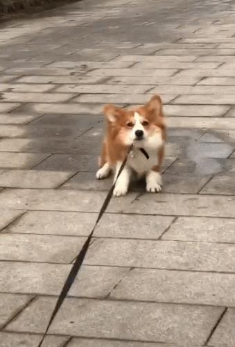 小时候萌长大了帅的狗狗,小时候萌的狗狗