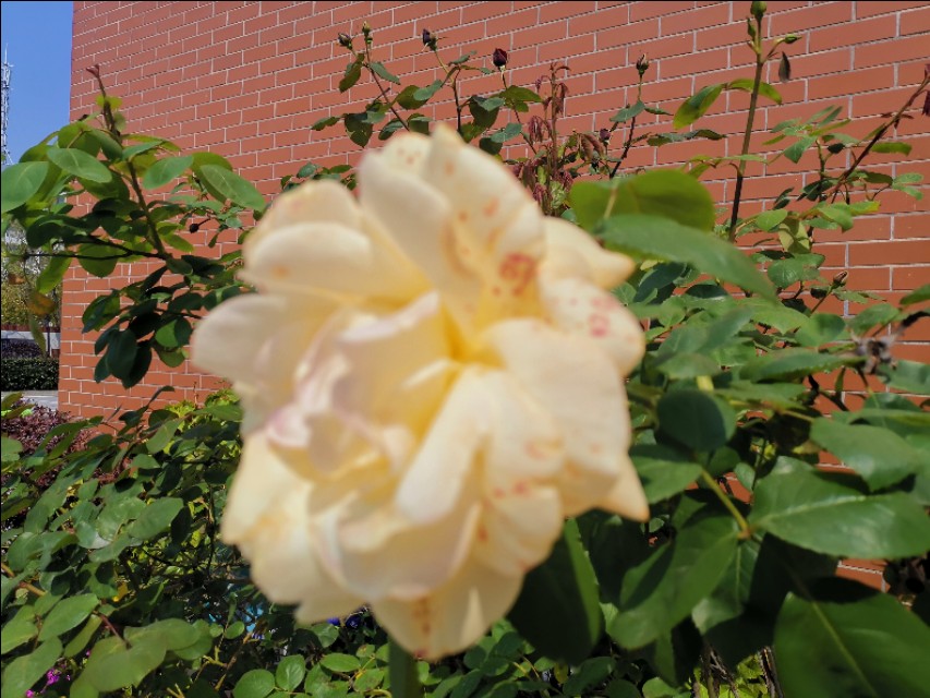 6年级毕业联欢会活动策划书,毕业联欢活动策划书小学六下