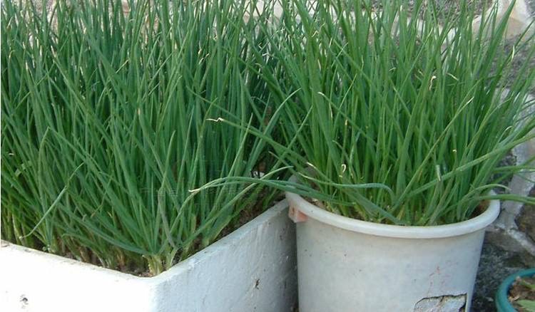 阳台养的菜苗蔫了怎么办,在阳台种的菜苗又细又高