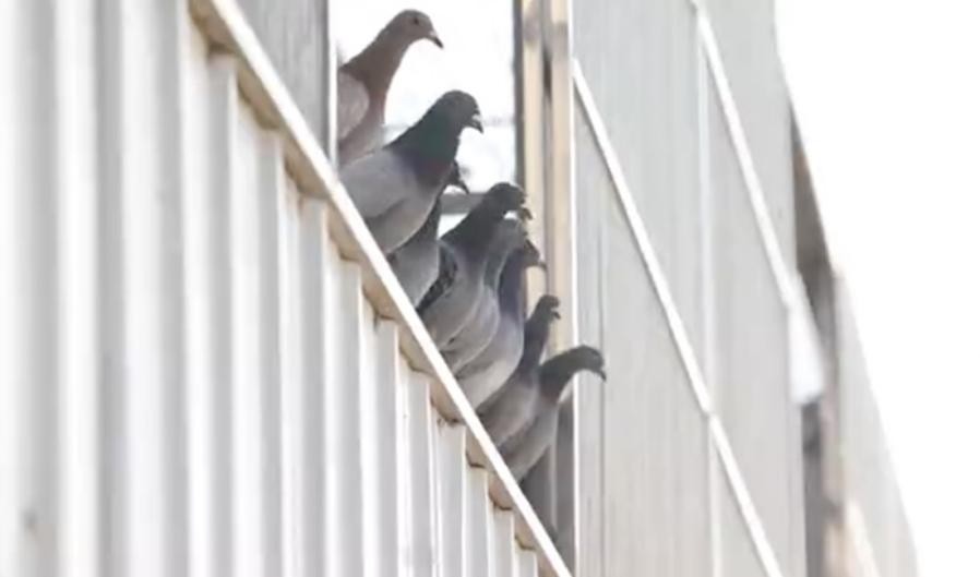 开尔鸽业春赛第一名,开尔鸽业1000多万的鸽子