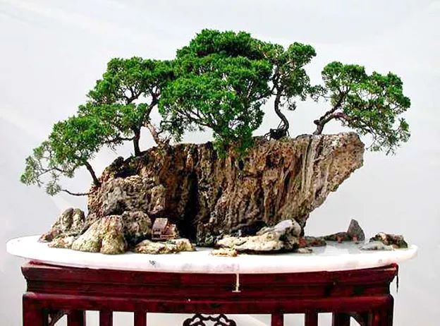 水旱树石盆景图片,什么树石盆景最好