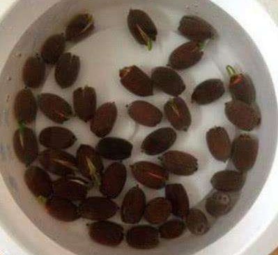 水培碗莲从发芽到开花需要多久,碗莲种子只长叶不开花怎么回事